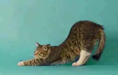 Cats are Natural Yogis